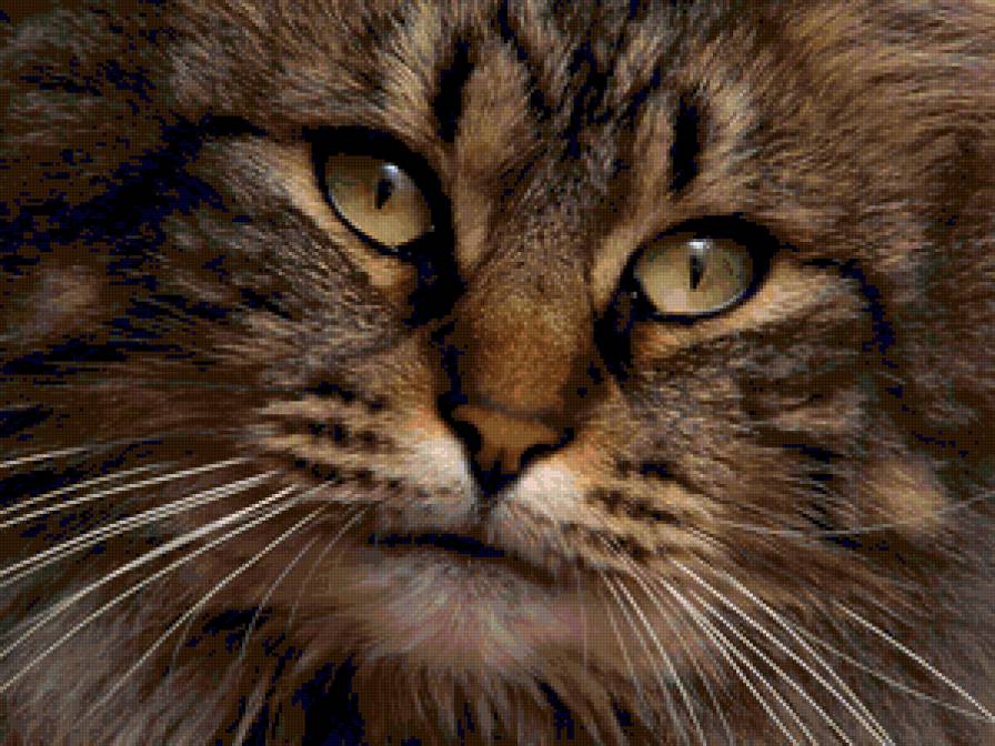 кошак - предпросмотр