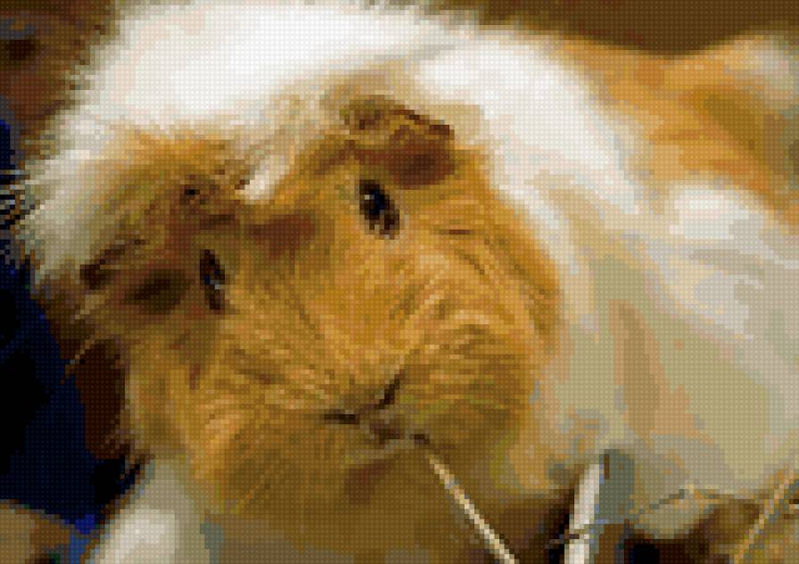 морская свинка - животные - предпросмотр