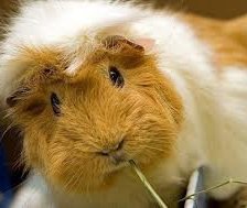 морская свинка