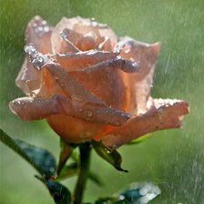 Схема вышивки «роза»