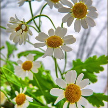Схема вышивки «Ромашки.»