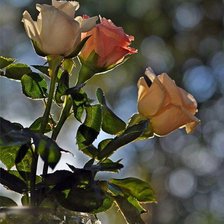 Схема вышивки «розы»