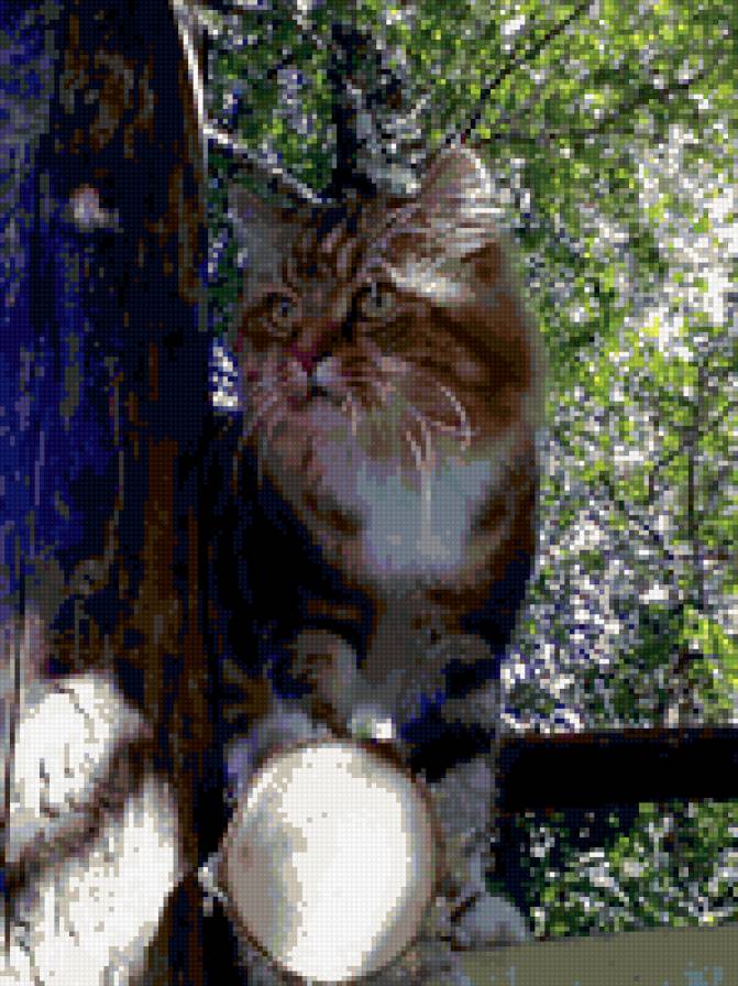 Кот "Макс" - кошки, животные - предпросмотр