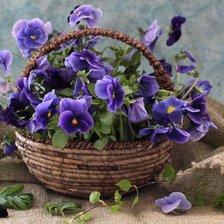 Схема вышивки «фиалки»