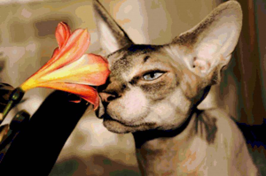 Свинкс и цветок - животные, цветы, кот - предпросмотр