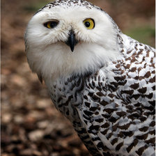 Схема вышивки «Хитрая сова»