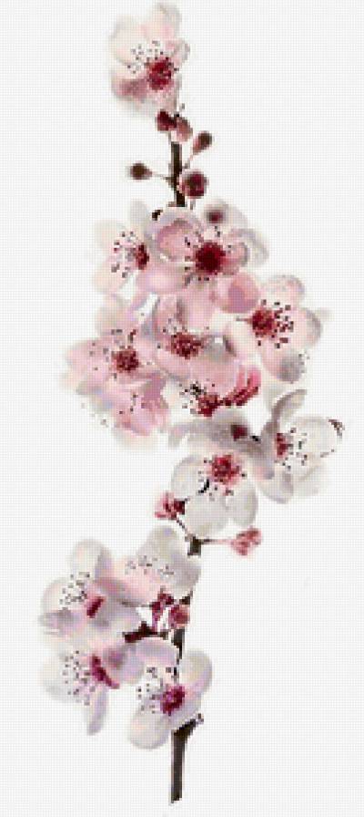 ветка сакуры - предпросмотр