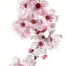 Схема вышивки «ветка сакуры»