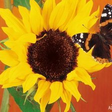 Схема вышивки «бабочка и солнце»