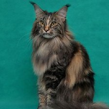 Схема вышивки «киска»