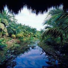 Завораживающие джунгли...