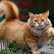 Схема вышивки «рыжик»