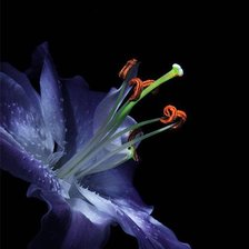 Схема вышивки «на черном фоне»