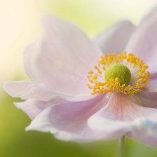 Схема вышивки «Лотос»