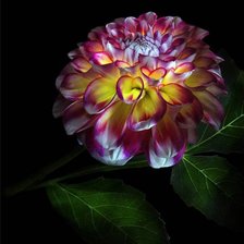 Схема вышивки «на черном фоне»