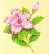 Схема вышивки «цветок»