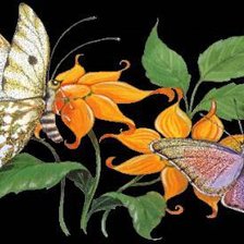 на черном фоне