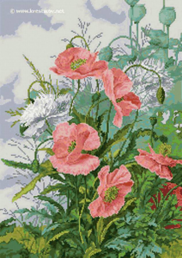 дикий мак - цветы - предпросмотр