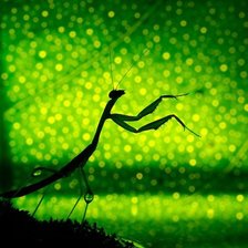 Схема вышивки «богомол»