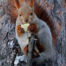 Схема вышивки «Белочка»