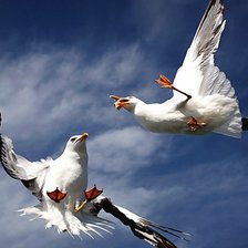 Схема вышивки «Чайки»