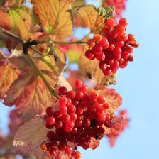 Схема вышивки «Красная калина»