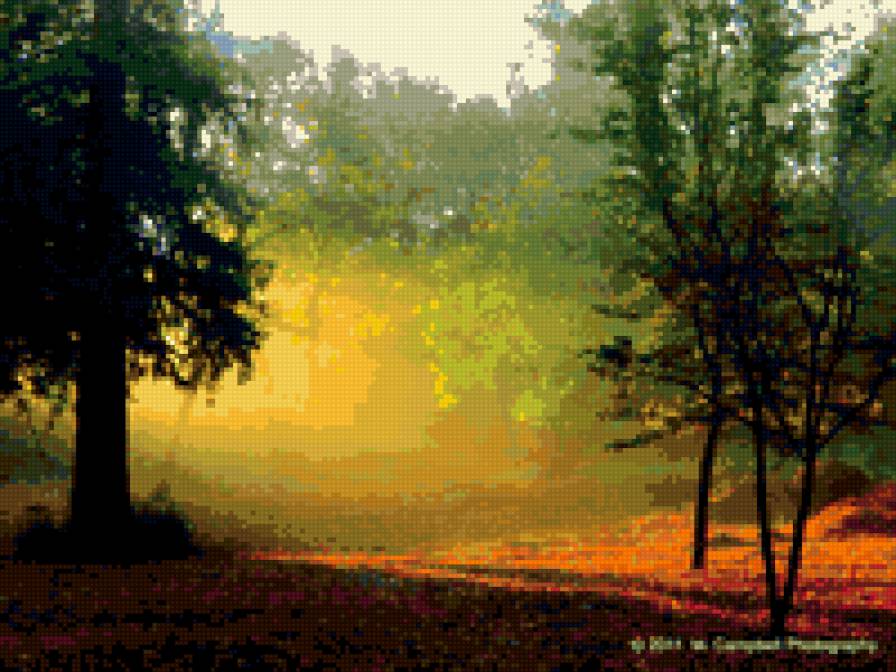 лес - лес, природа, деревья, свет - предпросмотр