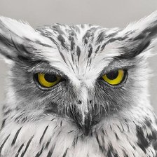 Схема вышивки «сова»