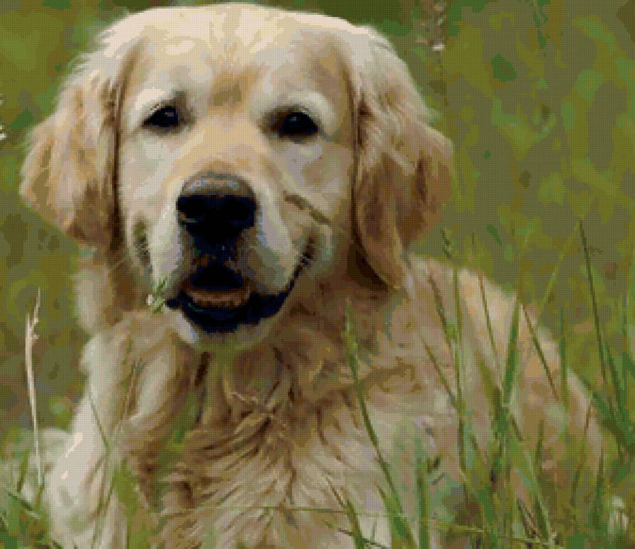 песик на лугу - предпросмотр