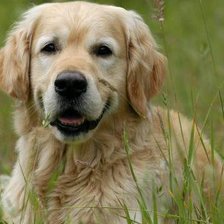 песик на лугу