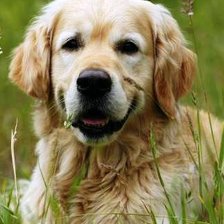 песик на лугу 2