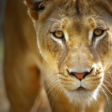 Схема вышивки «Серия "Дикие кошки" Львица»