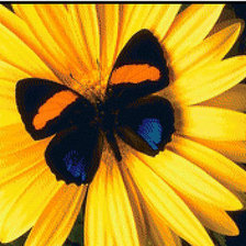 Схема вышивки «жёлтый цветок»