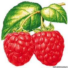 Схема вышивки «Малина»