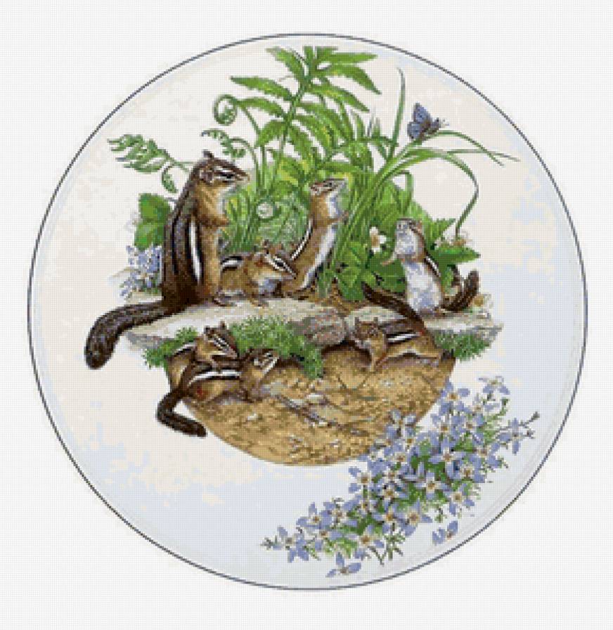 бурундучки - природа, животные - предпросмотр