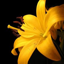 Схема вышивки «№115044»