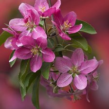 Схема вышивки «цветы»