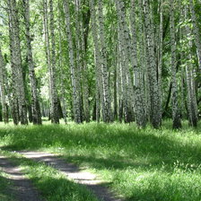 Схема вышивки «лес»