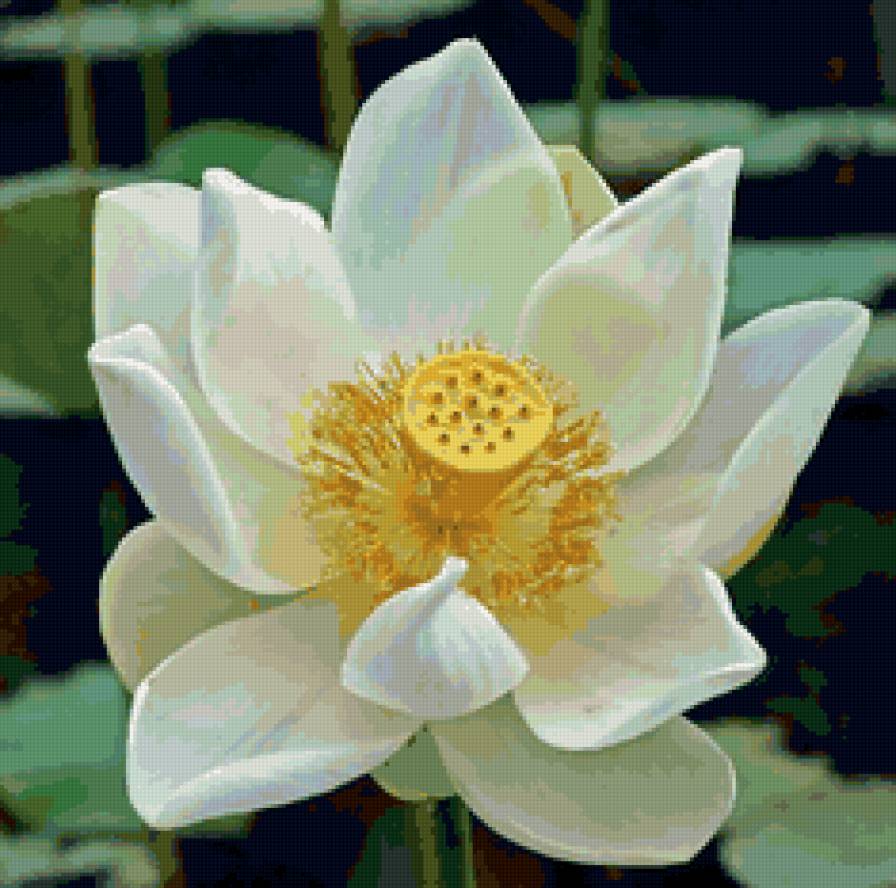 водяная лилия - цветы.водяная лилия - предпросмотр