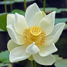 Схема вышивки «водяная лилия»