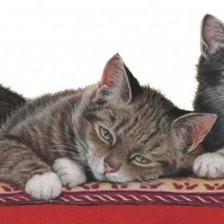 Схема вышивки «Котята»