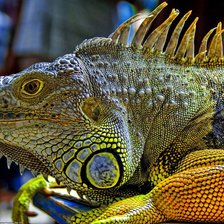 Схема вышивки «Разноцветненький»