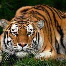 Схема вышивки «Серия "Дикие кошки"  Тигр»