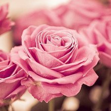 Схема вышивки «розы»