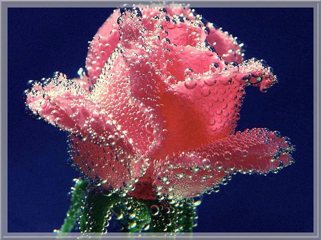 №115607 - розы, цветы, картина - оригинал