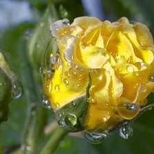 Схема вышивки «№115612»