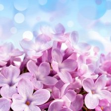 Схема вышивки «№115620»