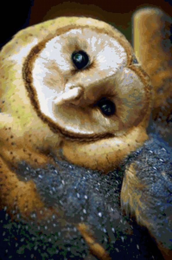 №115621 - совы, птицы, картина - предпросмотр