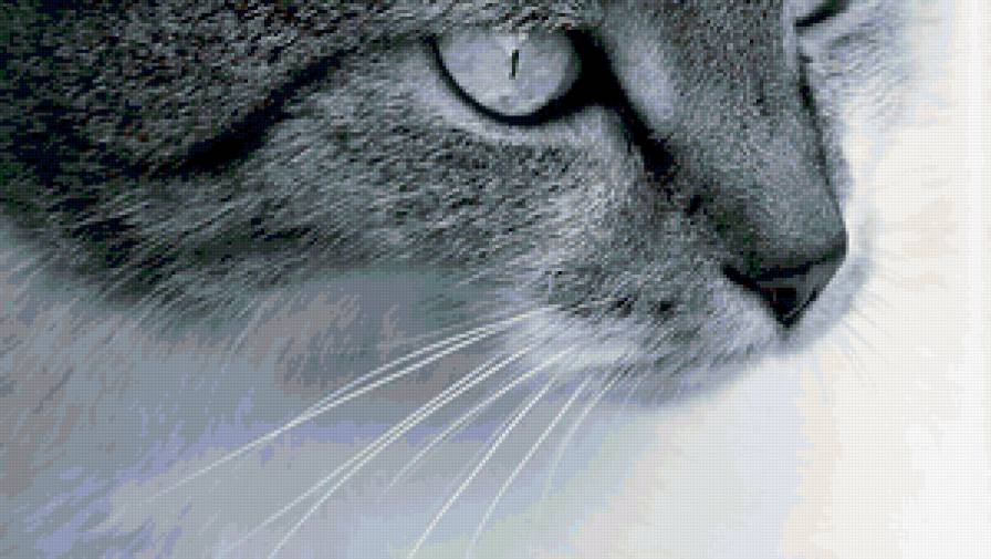 №115636 - картина, кошки, животные - предпросмотр