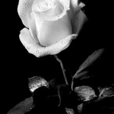 Схема вышивки «№115674»